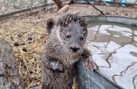 Видра Валєра і всі-всі-всі. Як зловити дзен, рятуючи куницевих