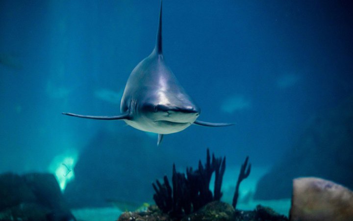 В Австралії внаслідок нападу акули загинула жінка