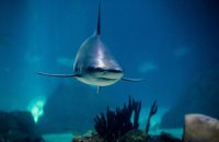 В Австралії внаслідок нападу акули загинула жінка