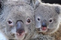 Австралія візьме під захист коал, яким може загрожувати зникнення