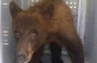 Медведь сорвал выпускной в Калифорнии