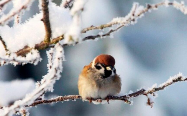 У неділю пройде невеликий сніг на сході, вдень від -6° до +5°