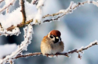 У неділю пройде невеликий сніг на сході, вдень від -6° до +5°