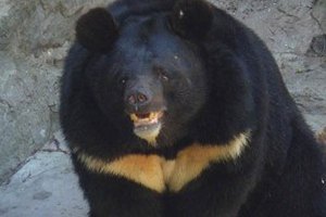 В Киевском зоопарке умер медведь
