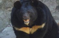 У Київському зоопарку помер ведмідь