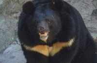 Ведмідь з вінницького зоопарку відгриз людині ногу