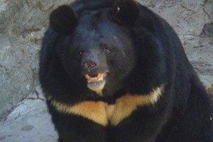 Ведмідь з вінницького зоопарку відгриз людині ногу