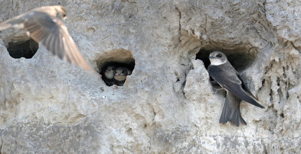 Ластівки берегові