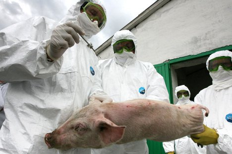 В Украине зафиксирован второй случай АЧС на свинофирме