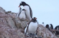 Українські полярники порахували пінгвінів, які живуть біля "Академіка Вернадського"