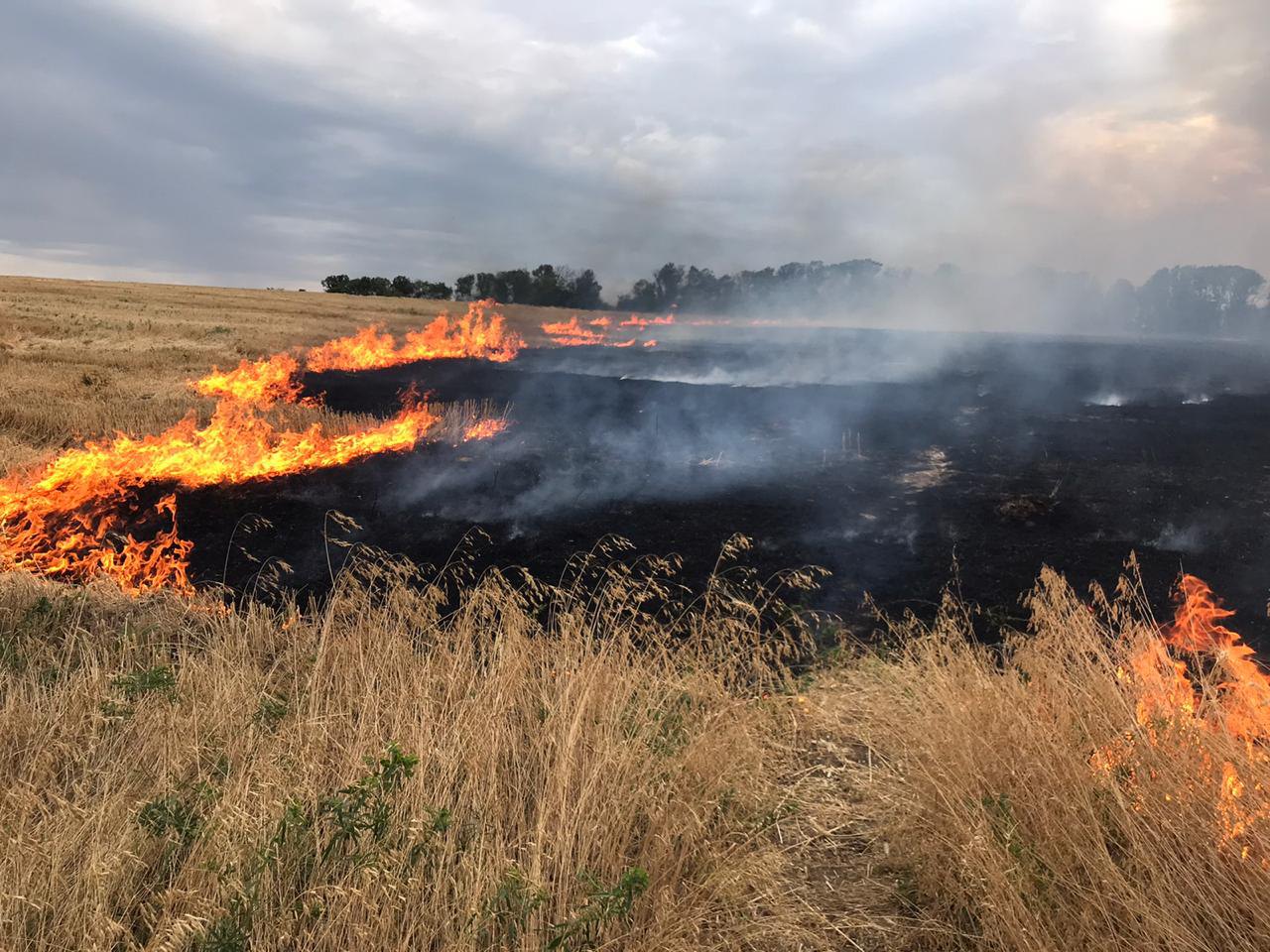На Донбасі через засуху почалися масштабні лісові пожежі - портал новин  LB.ua