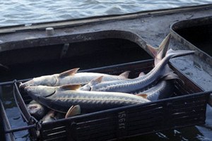 В Астрахани с рыбзавода украли сотни осетров и белуг