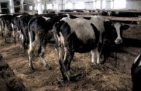 Украина запретила ввоз крупного рогатого скота из Египта