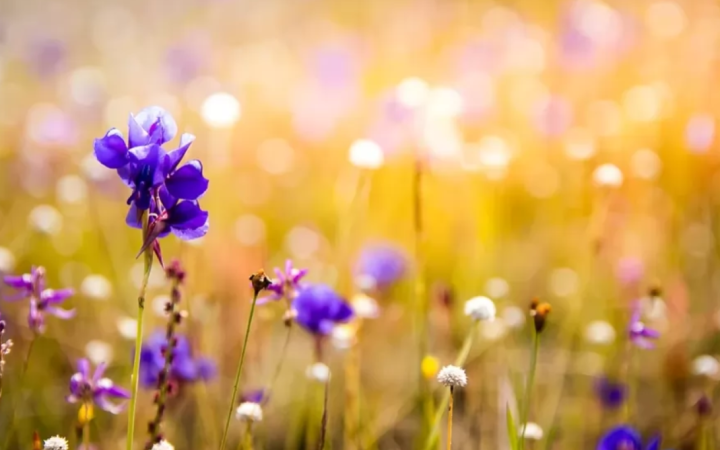 В Україні на Великдень буде до 24° тепла