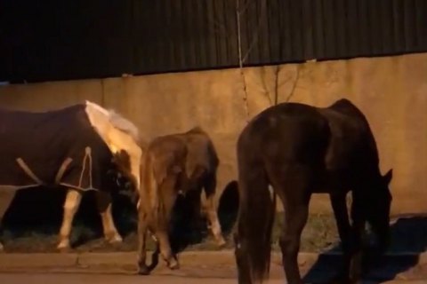 В Одессе патрульные поймали четырех сбежавших от хозяйки лошадей