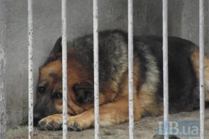 Кличко звільнив начальника притулку для тварин у Бородянці