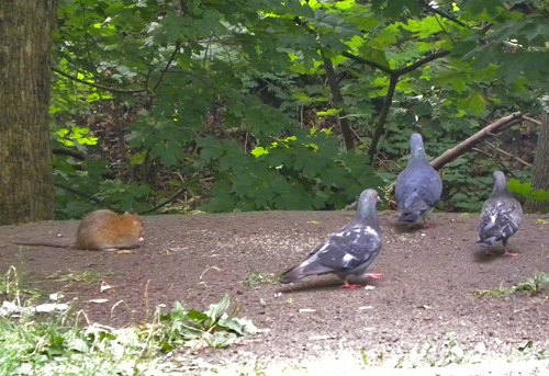 Противостояние голубей и мышки(крыски?) из-за еды заснял в ботсаду им. Фомина Игорь