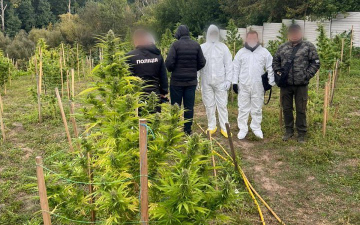 На Київщині правоохоронці вилучили коноплі на понад 15 мільйонів гривень