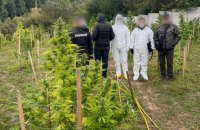 На Київщині правоохоронці вилучили коноплі на понад 15 мільйонів гривень