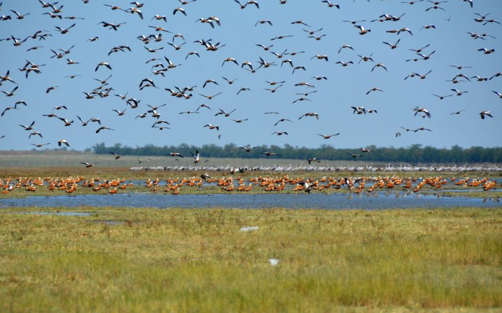 В Україні вперше ухвалено вирок за воєнний злочин проти природно-заповідного фонду
