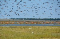 В Україні вперше ухвалено вирок за воєнний злочин проти природно-заповідного фонду