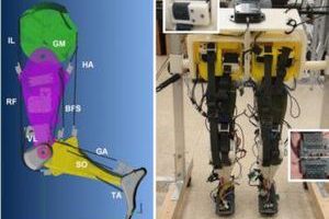 Ученые собрали робота, который воспроизводит походку человека