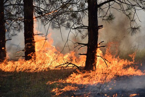 Через обстріл бойовиків загорілося 30 га лісу в Луганській області