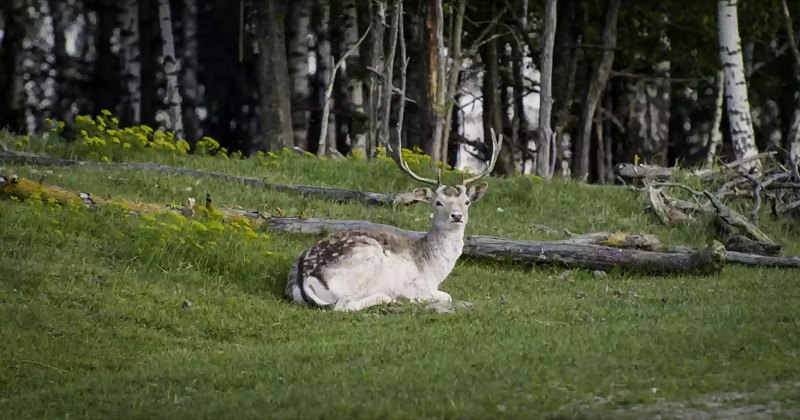 Кадр із фільму 'Дівія'