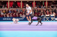 На тенісному турнірі легенд, що проходить у Лондоні, роботу болбоїв виконують собаки