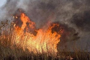 Пожар нанес Дунайскому заповеднику 9 млн гривен убытков 