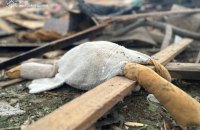 На Житомирщині унаслідок російських обстрілів загинули три дитини, 12 людей постраждали