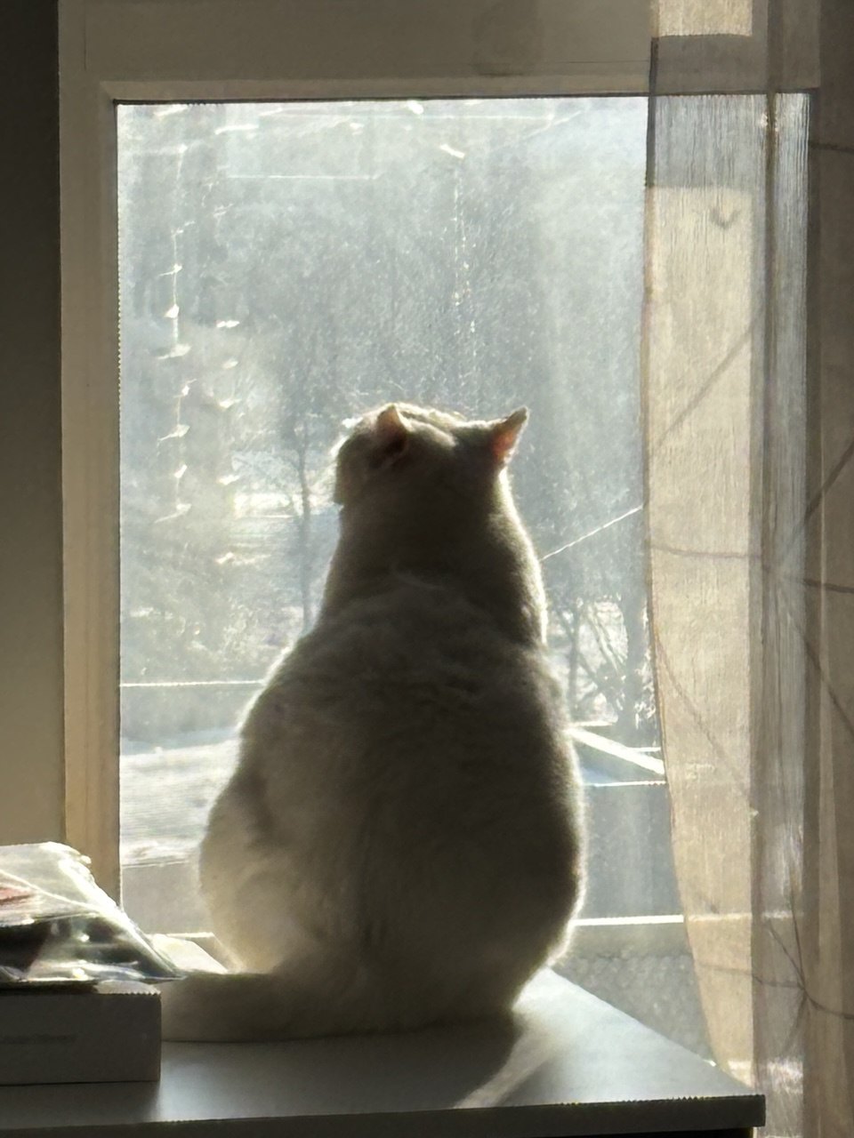 Кішка гріється у променях сонця, лютий 2026.