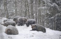 Ведмеді з парку "Синевир" почали впадати у зимову сплячку