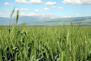 Пшенице вернули потерянный ген
