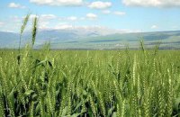 Пшенице вернули потерянный ген