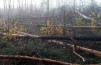 В Киеве начали вырубку внезапно высохшего леса возле станции метро "Лесная"