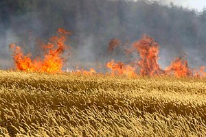 На Черниговщине пожар уничтожил 30 га посевов ржи