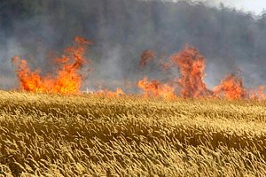 Украинцев предупреждают о повышенной пожароопасности