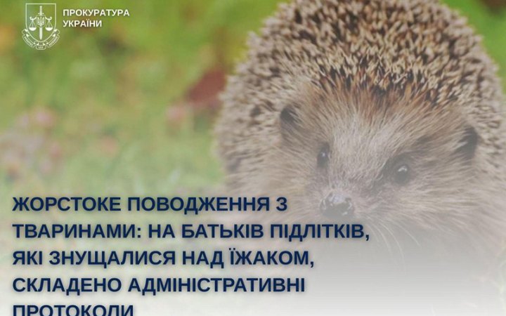 ​У Білій Церкві поліція склала адмінпротоколи на батьків підлітків, які знущалися над їжаком