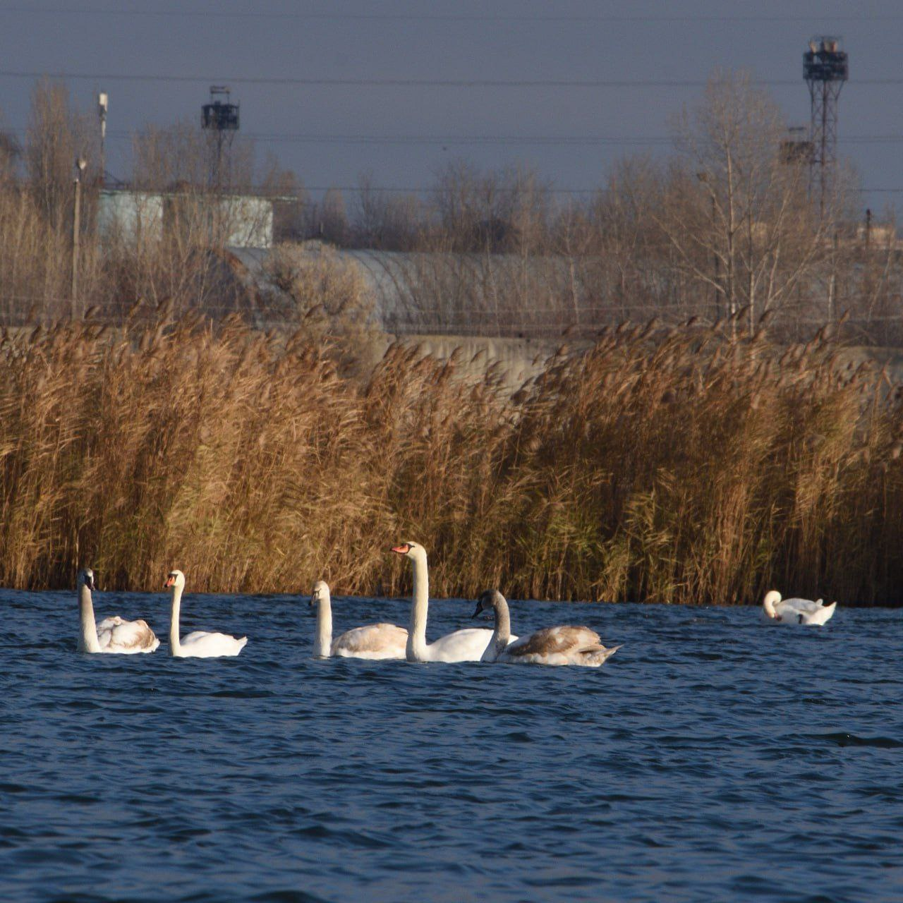 Лебеді в Основ’янському озері