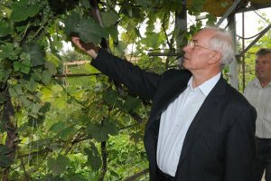 Одесские виноградари и садоводы будут платить больше налогов