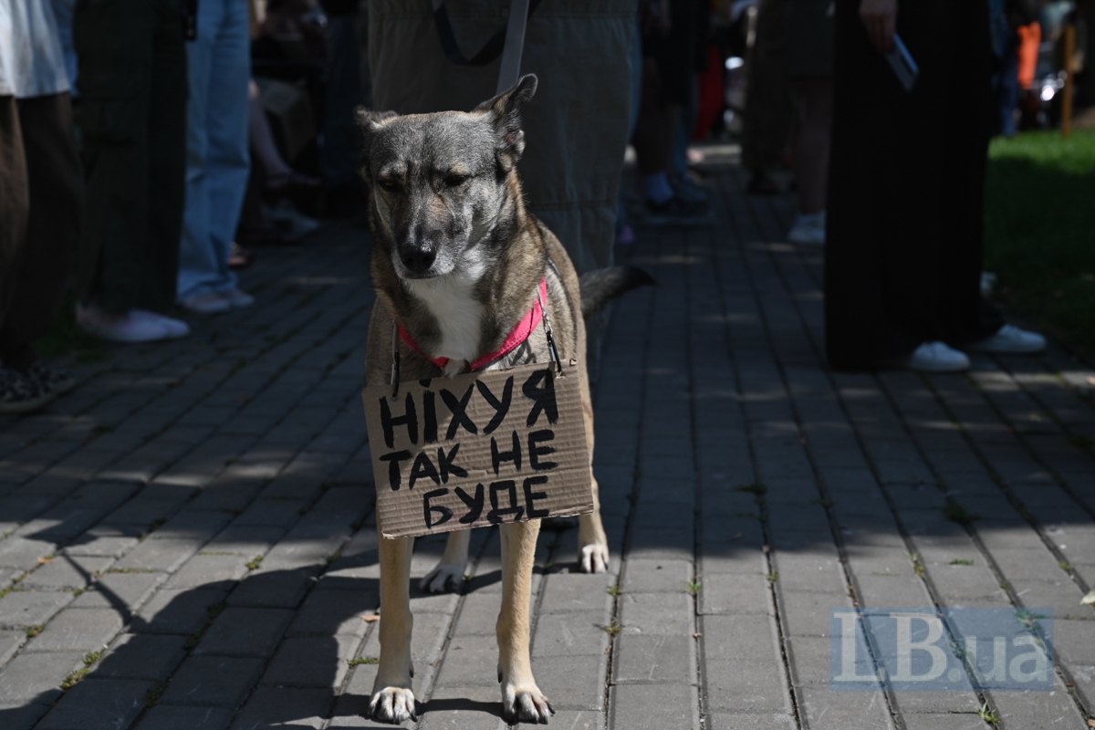 <i>Пес на</i> мітингу проти відставки Федорова.&nbsp;<i>Феномен українського майдану ми помалу нівелюємо. Хоча
механізм протесту залишається незамінним через тимчасову відсутність виборів.&nbsp;</i>&nbsp;