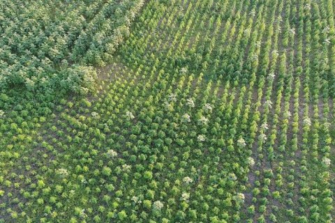 На Херсонщині виявили рекордний посів конопель на понад 300 млн гривень 