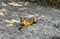 Низка громад Черкащини відновлюють полювання на лиса