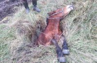 Во Львовской области спасатели достали из канализационного люка коня