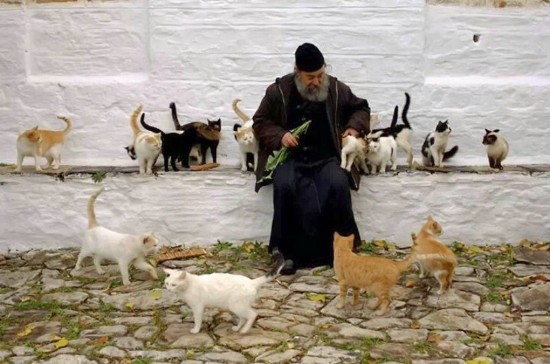 На Афоні живе багато котів.