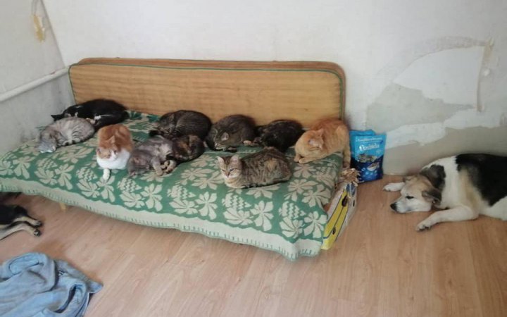 Волонтерка вивезла 26 тварин з Бахмута на Київщину