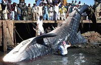 В Пакистане выловили 12-метровую мертвую китовую акулу