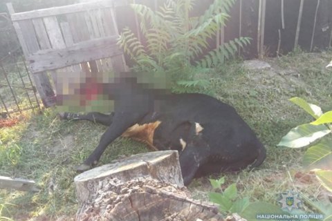 Оскаженілий бик затоптав насмерть двох жителів Авдіївки