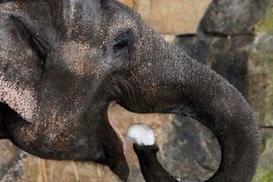 В российском цирке из-за аномальных холодов слонов согревают водкой